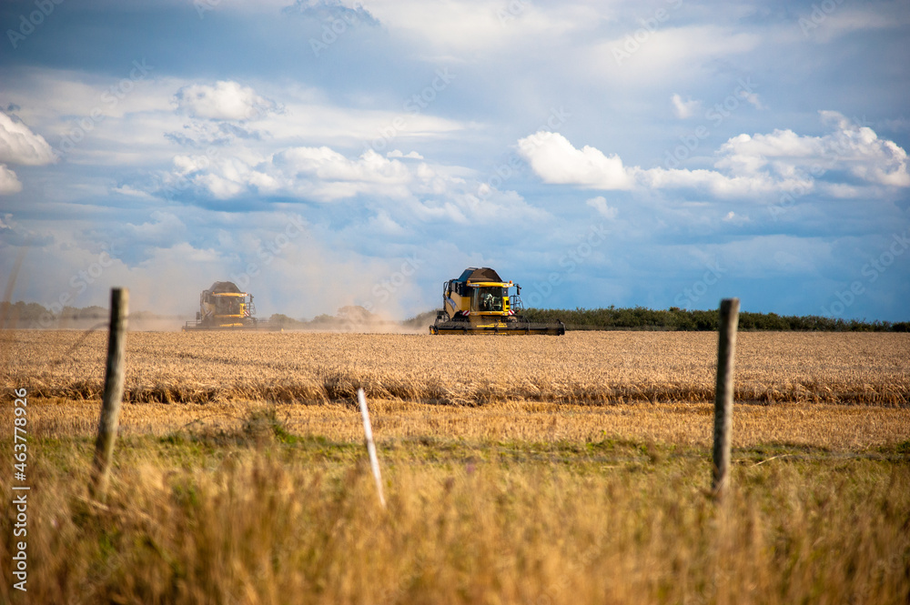 Fototapeta premium combine harvester working on a field