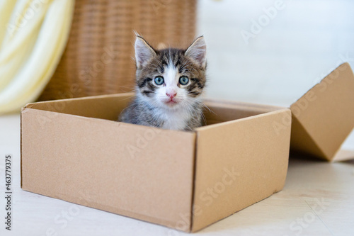 cute fluffy kitten sitting in a box . High quality photo © Наталия Бражник