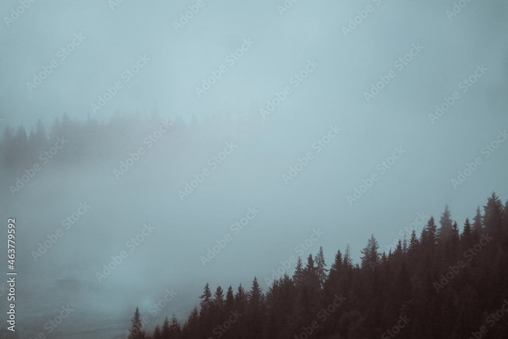 Fog covering the dark forest Fog covering the dark forest