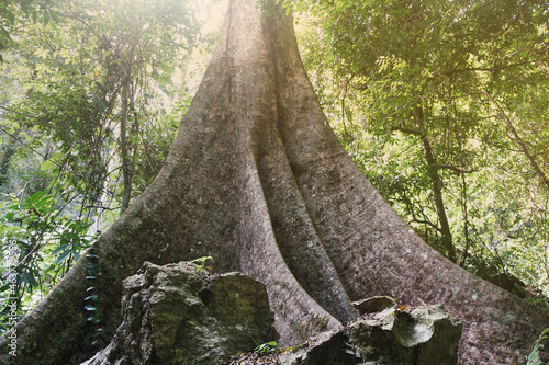 Buttress roots are aerial extensions of lateral surface roots and form only in certain species of big tree. photo