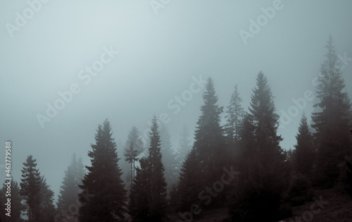 Fog covering the dark forest