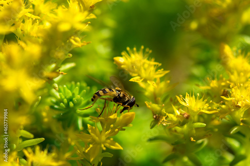 close up of bembex wasp foraging a yellow flower photo