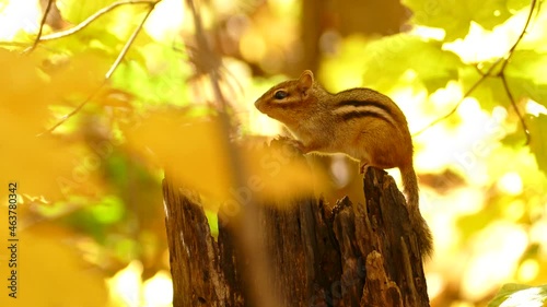 Adorable Colorado chipmunk standing on tree trunk between yellow autumn leaves. Close up fixed shot photo