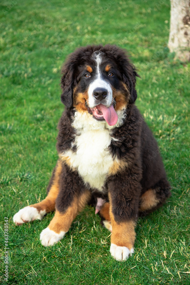 Bernese mountain dog on the garden with green grass