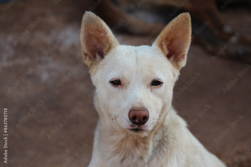 Indian dog