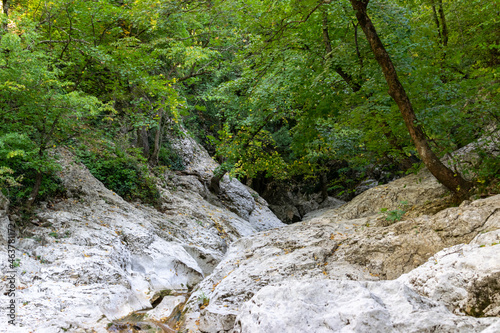 mountain river bed in a canyon, forest