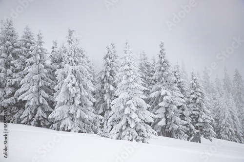 magic winter landscape with snowy fir trees © Melinda Nagy