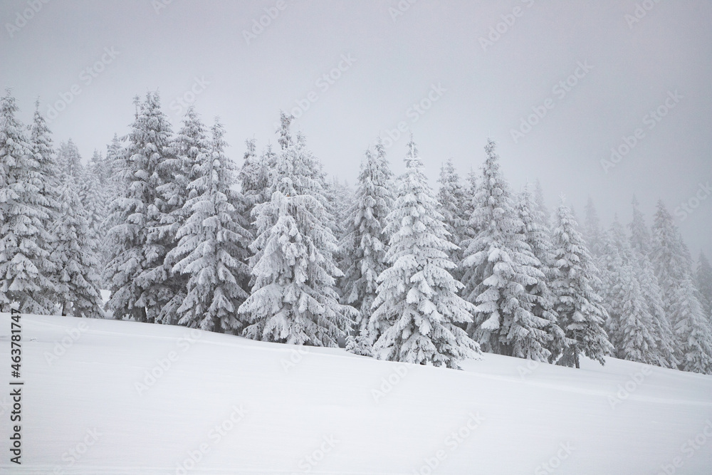 Fototapeta premium magic winter landscape with snowy fir trees