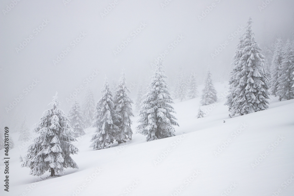 magic winter landscape with snowy fir trees