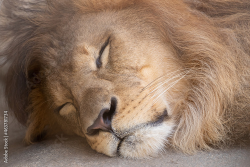 Fototapeta Naklejka Na Ścianę i Meble -  眠るライオン