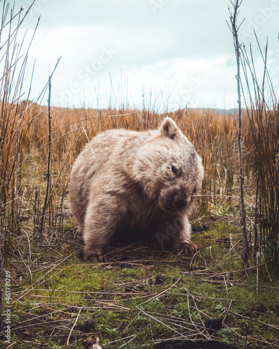 Cuadro en lienzo Wild wombat