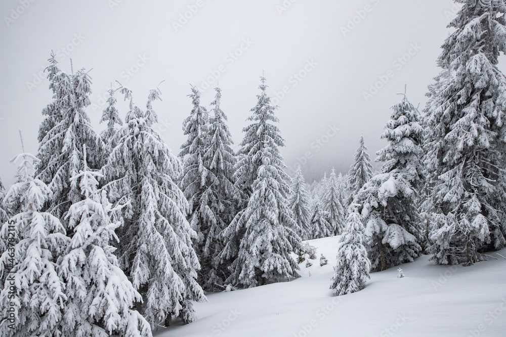 Obraz premium magic winter landscape with snowy fir trees