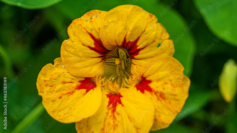 flower in the garden