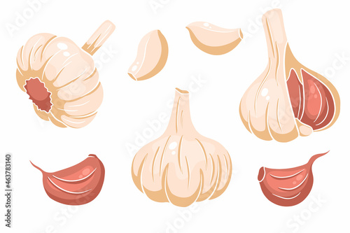 Garlic set. Head of garlic, cloves, peeled and husked.