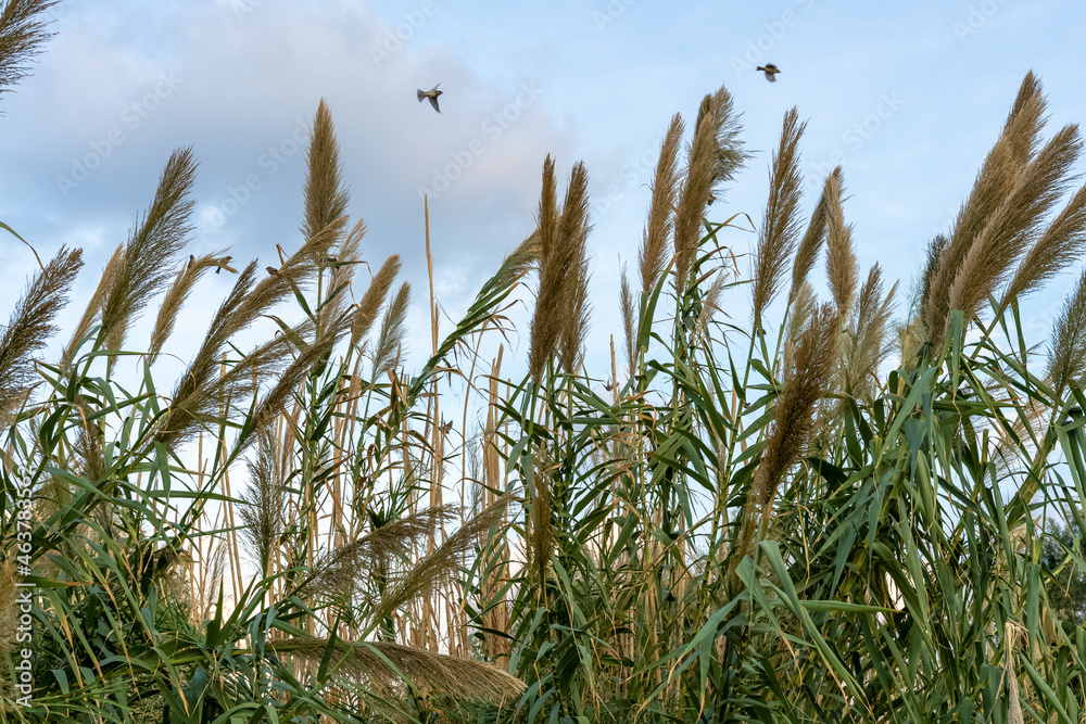 reeds and birds reeds and birds