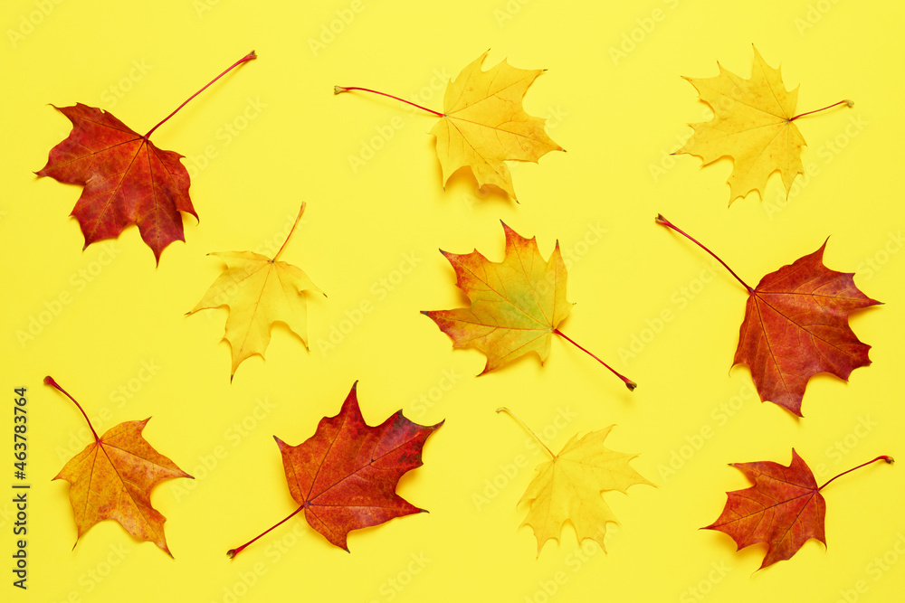 Fototapeta premium Autumn background with colorful maple leaves on yellow. Abstract seasonal pattern.