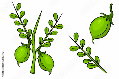 A set of chickpeas. Fresh chickpeas on a twig with leaves.
