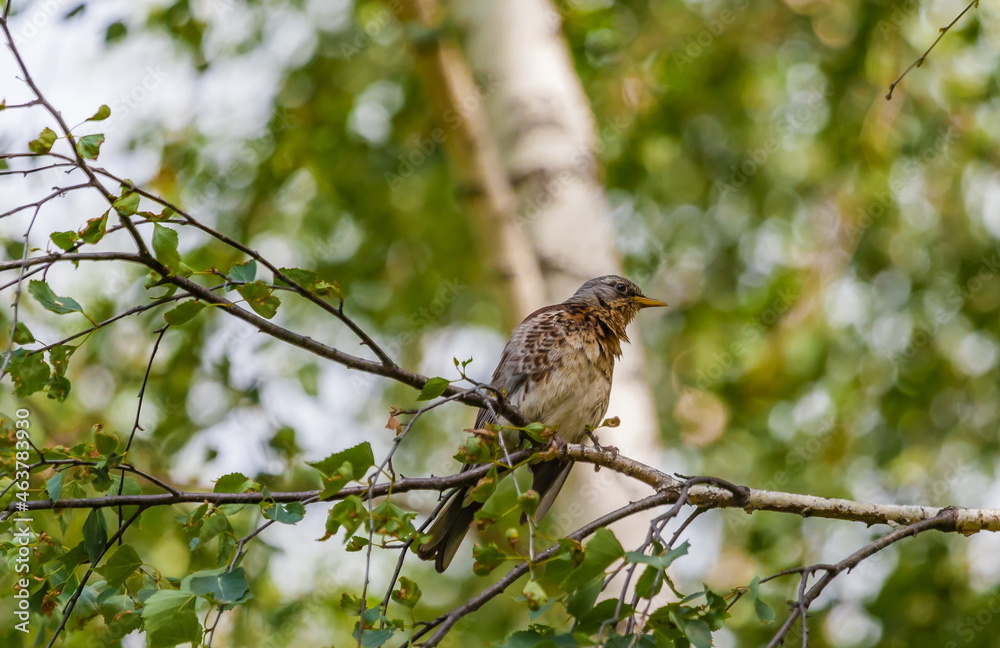 Bird Blackbird on the branch of a birch in summer Bird Blackbird on the branch of a birch in summer