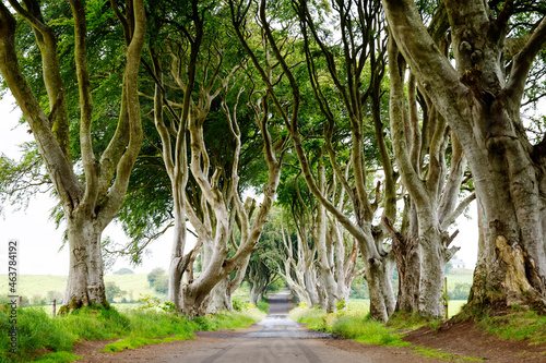 Spectacular Dark Hedges in County Antrim  Northern Ireland on cloudy foggy day. Avenue of beech trees along Bregagh Road between Armoy and Stranocum. Empty road without tourists