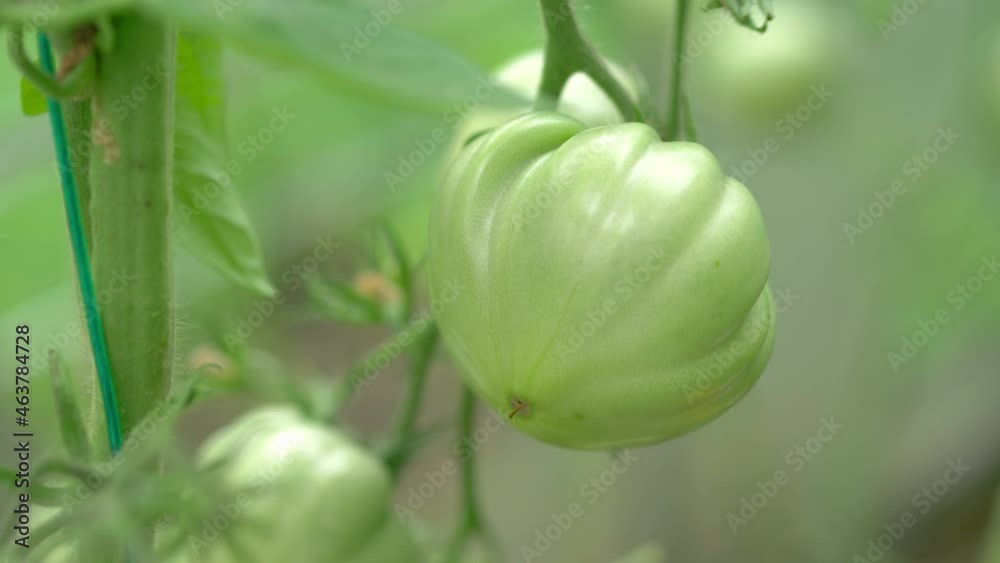 Tomatoes grow in the garden in 4k slow motion 60fps
Tomatoes grow in the garden in 4k slow motion 60fps