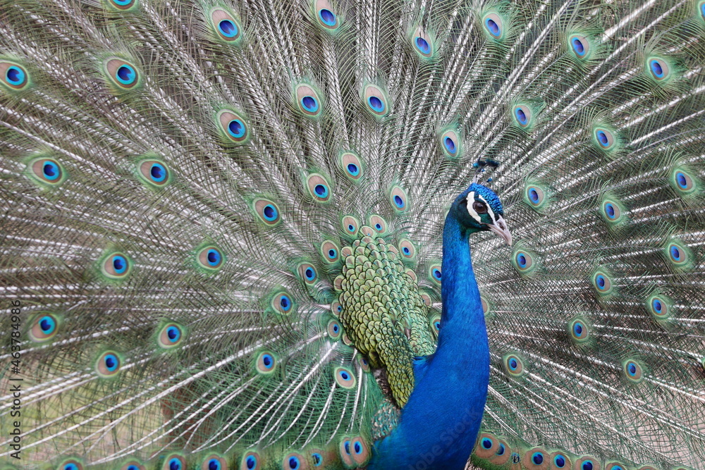 Obraz premium Paon qui fait la roue