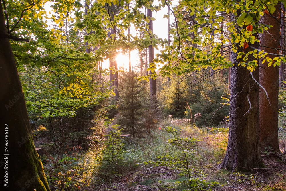 Herbstwald im Sonnenuntergang Sonnenlicht Gegenlicht Herbstwald im Sonnenuntergang Sonnenlicht Gegenlicht