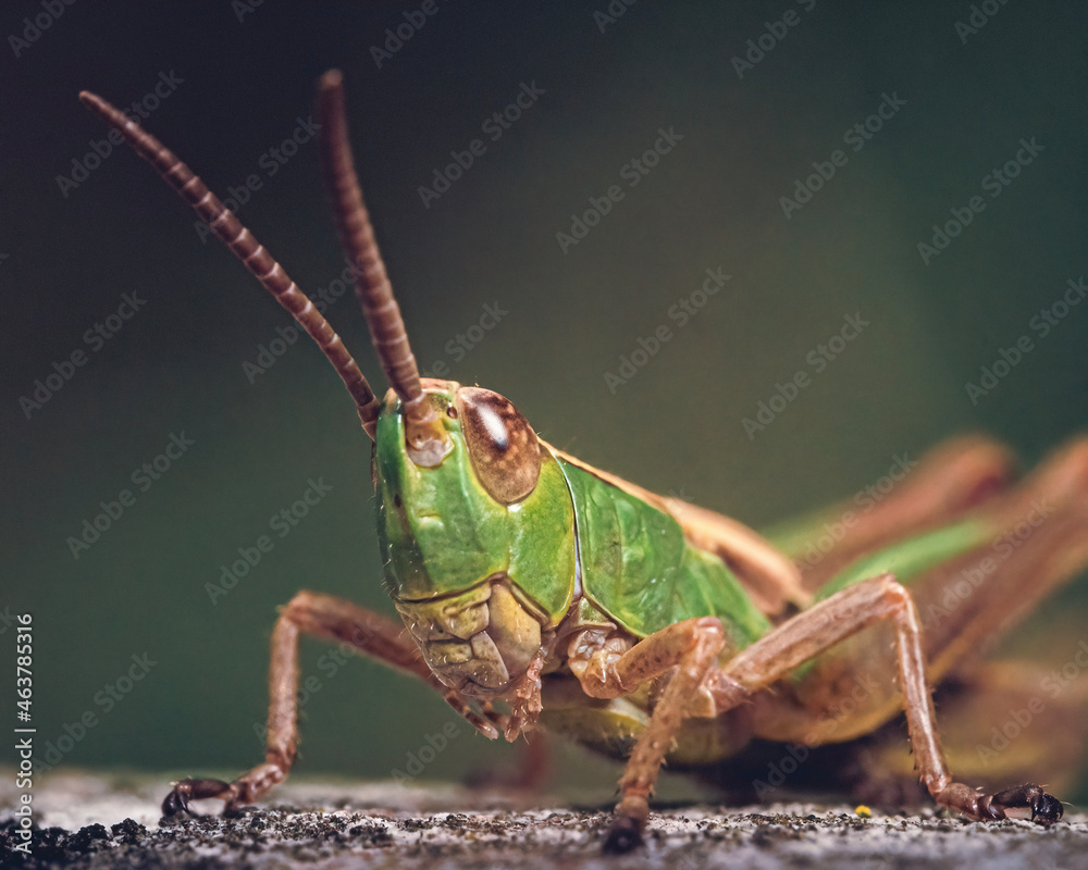 Fototapeta premium grasshopper on the rock