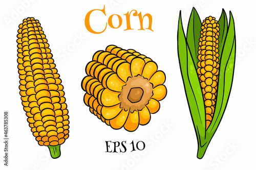 Corn set. Fresh corn cobs with and without leaves.