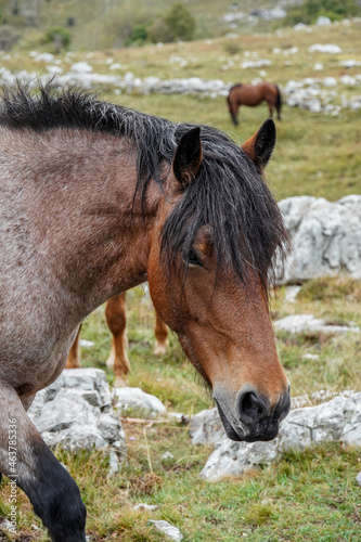 Wildpferde in Kroatien Berge Felsen © sonne_fleckl
