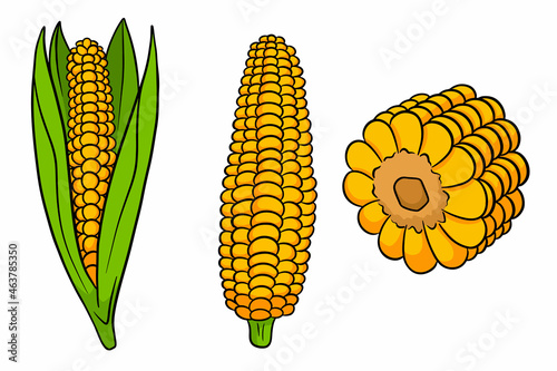 Corn set. Fresh corn cobs with and without leaves.