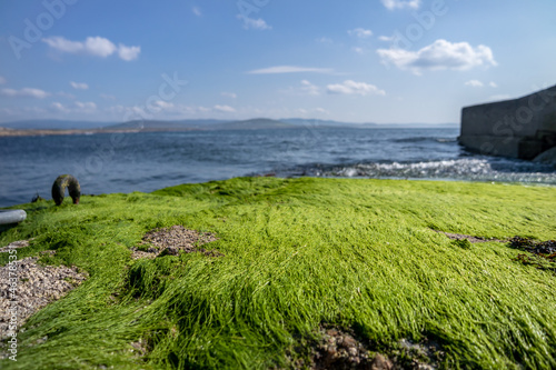 Seaweed on the pier by Marmeelan and Falcorrib south of Dungloe, County Donegal - Ireland photo