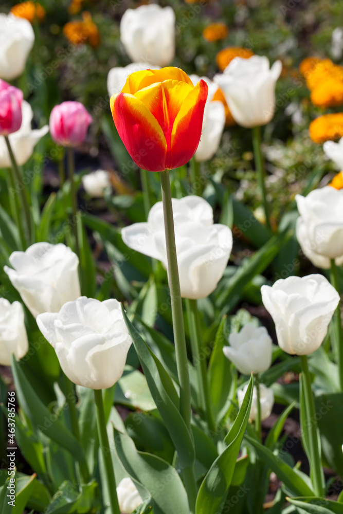 garden with tulips in the summer season garden with tulips in the summer season