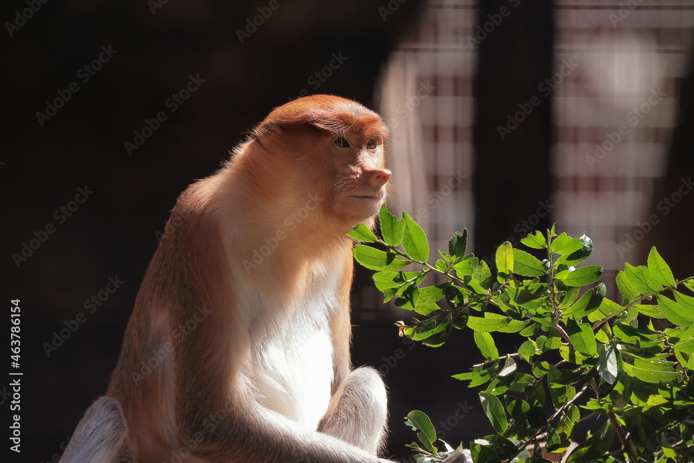 Fototapeta premium テングザル