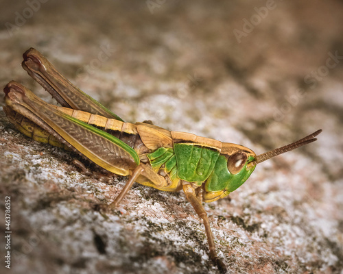 grasshopper on the rock