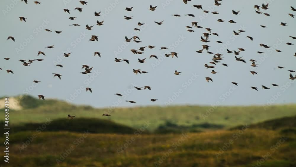 Large Flock Of Wild Migratory Birds On Flight With Blurry Nature Background, starling murmuration in Dutch Wadden Island Texel. Slow Motion