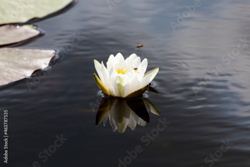 white water lily growing in a swampy area