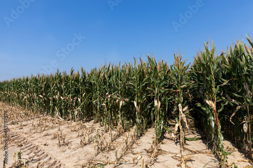 an agricultural field where corn is harvested for food