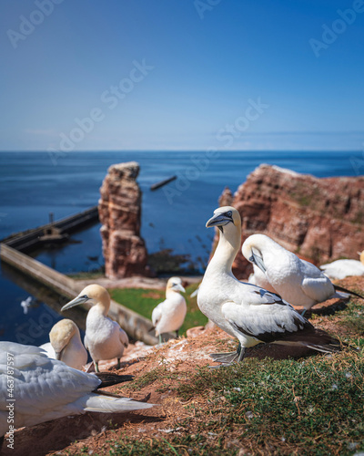 Fotografie northern gannet on the beach