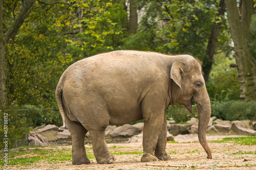 Elephas maximus - Asiatischer Elefant im Zoo 