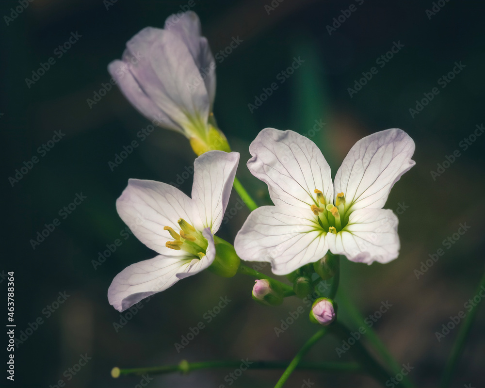 beautiful flower