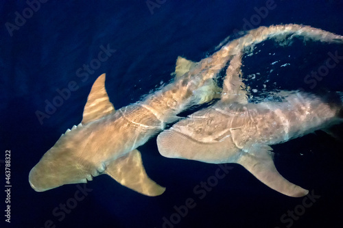 Nurse Shark, Nebrius ferrugineus, Felidhe Atoll, Maldives, Indian Ocean, Asia © Al Carrera