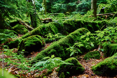 Forest landscape with stones covered green moss. Beautiful nature background. Moss detail close up, soft focus