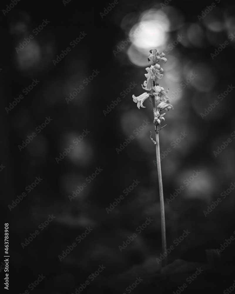 flower in the forest flower in the forest