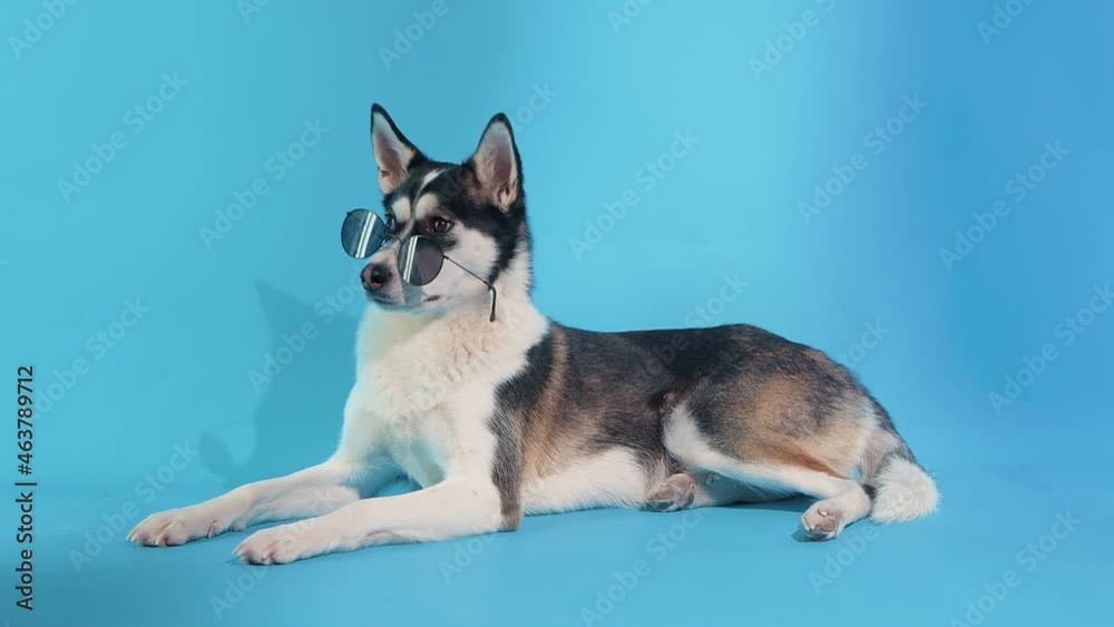 A young husky poses with sunglasses in the studio on a blue background A young husky poses with sunglasses in the studio on a blue background