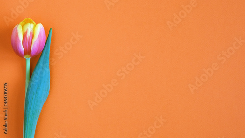 Tulip on orange background. Greeting card. 8 March Happy Women's Day. Mother's day. Flat lay. Place for text. Spring. 