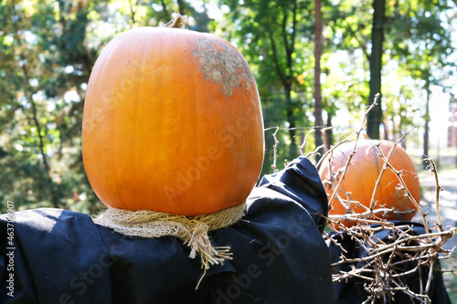 Orange pumpkin head. Halloween festival. Autumn Backgraund. Pumpkins farm. Gardening