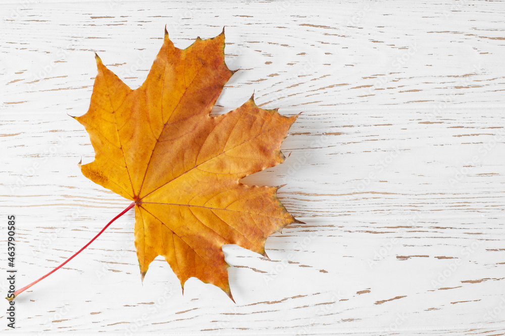 Obraz premium Maple leaf on rustic wooden table banner. Flat lay, top view, copy space. Autumn concept.