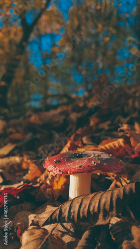 Russula xerampelina plant in the forest. Crab brittlegill red cap mushroom during fall season photo