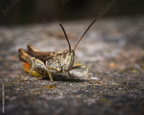 grasshopper on the ground © Kay Maik Fotografie