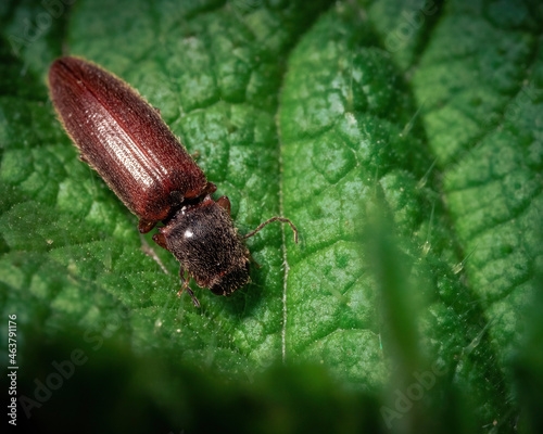 beetle on a leaf